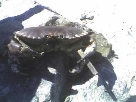 le crabe comense a tirpar en vrille