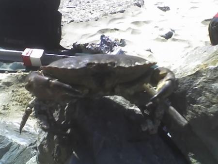 crabe qui est stone