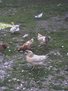 des poule qui piquote du pain dure