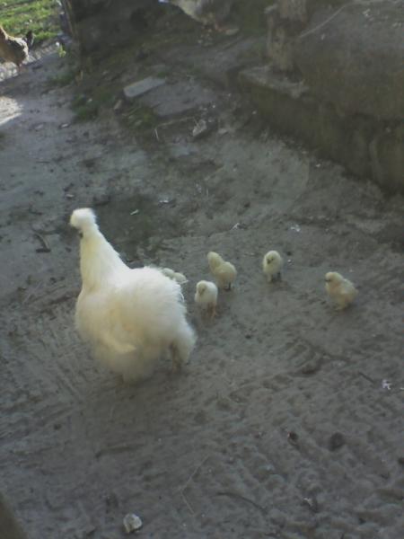 drole de poule on direr un ours