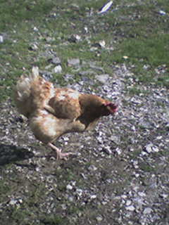 une poule qui recherche a manger mais bon 