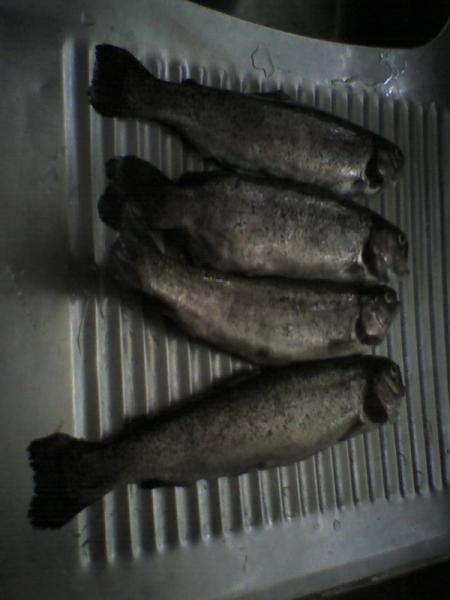 4 belle truite 