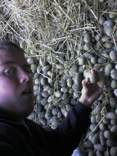 je ramasse deux patate