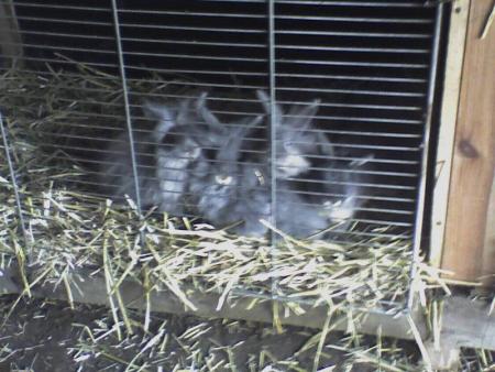 et vla les tit lapin que je moccupe