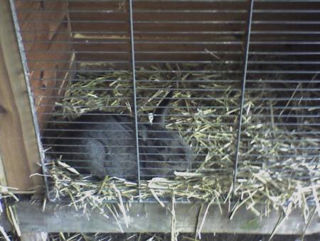 voila le gros lapin que je moccupe